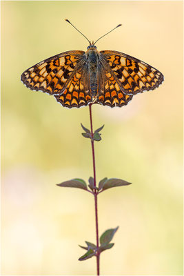 Flockenblumen-Scheckenfalter (Melitaea phoebe occitania), Spanien, Lleida