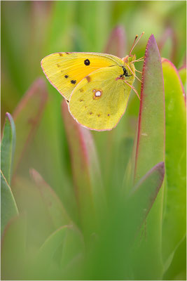 Postillon (Colias crocea), Frankreich, Korsika