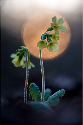 Hohe Schlüsselblume (Primula elatior), Deutschland, Baden-Württemberg