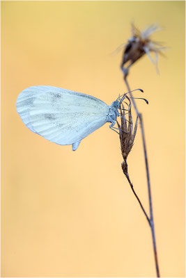 Tintenfleck-Weißling (Leptidea sinapis bzw. juvernica), Frankreich, Ardèche
