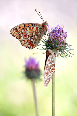 Stiefmütterchen-Perlmutterfalter (Argynnis niobe), Schweiz, Kanton Bern
