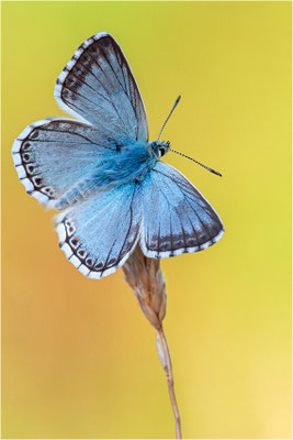 Polyommatus coridon