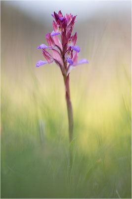 Schmetterlings-Hundswurz (Anacamptis papilionacea), Dep. Var, Frankreich