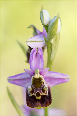Ophrys fuciflora