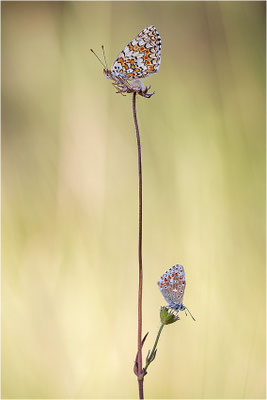 Flockenblumen-Scheckenfalter (Melitaea phoebe), Frankreich, Savoie