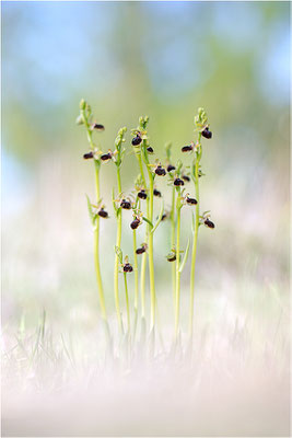 Ophrys passionis, Bouches-du-Rhône