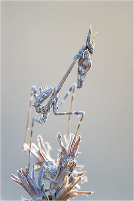 Hauben-Fangschrecke (Empusa pennata), Larve, Frankreich, Ardéche