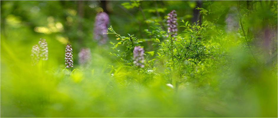 Purpur-Knabenkraut (Orchis purpurea), Deutschland, Baden-Württemberg