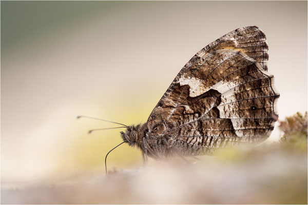 Rostbinde (Hipparchia semele), Männchen, Frankreich, Ardèche