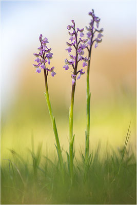 Kleine Hundswurz (Anacamptis morio picta), Dep. Var, Frankreich