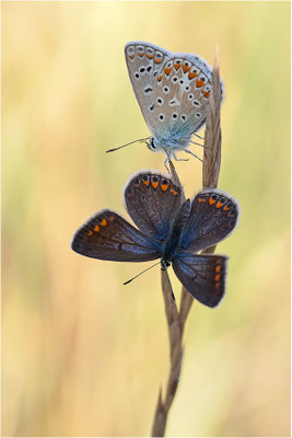 Gemeiner Bläuling (Polyommatus icarus), Weibchen, Frankreich, Drôme