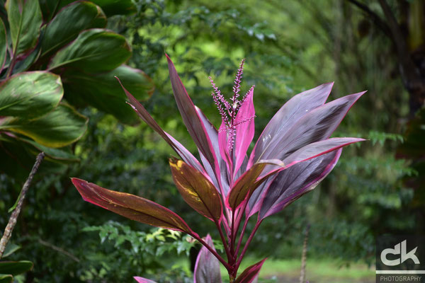 Blumen im Regenwald von Martinique