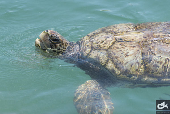 Meeresschildkröte auf Grand Cayman