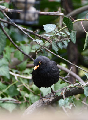 Amsel (Turdus merula)