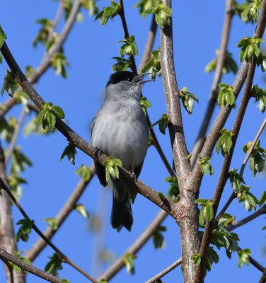 Mönchsgrasmücke (Sylvia atricapilla)