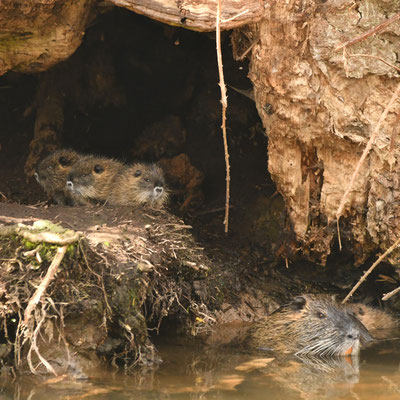 Eine Nutria-Famlie (Myocastor coypus) bekommt man selten zu Gesicht