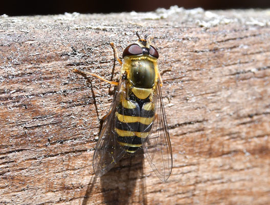 Große Schwebfliege (Syrphus ribesii)