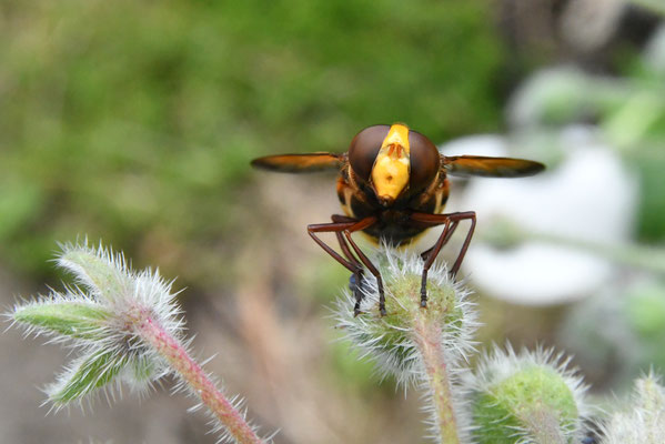 Hornissenschwebfliege (Volucella zonaria), sieht gefährlich aus, brummt laut, ist aber dennoch eine Fliege.