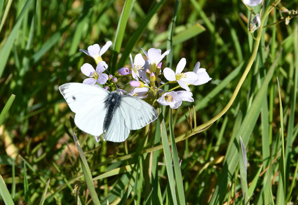 Aurorafalter Weibchen (Anthocharis cardamines)