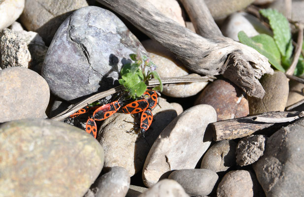 Feuerwanzen (Pyrrhocoris apterus)