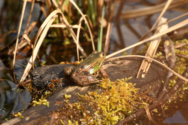 Wasserfrosch (Rana esculenta)