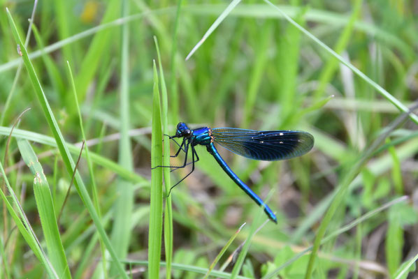 Gebänderte Prachtlibelle (Calopteryx splendens)