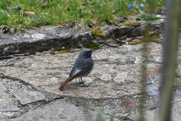 Hausrotschwanz Männchen (Phoenicurus ochruros)