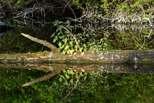 Spiegelbild der Natur