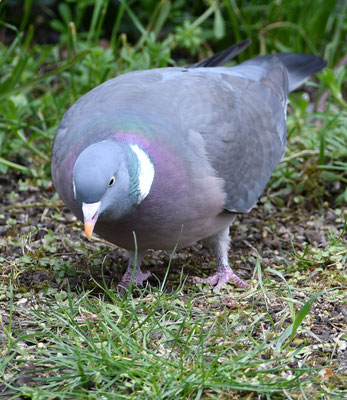 Ringletaube (Columba palumbus)