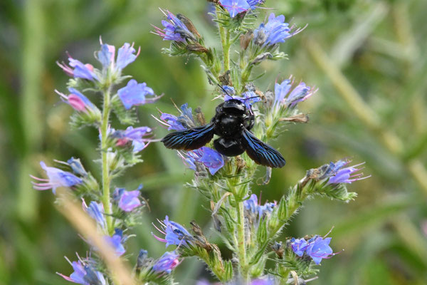 Auch die Bleuen Holzbienen (Xylocopa violacea) lieben den Natterkopf