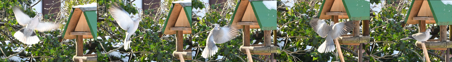 Türkentaube im Anflug auf Futterhäuschen (Streptopelia decaocto)