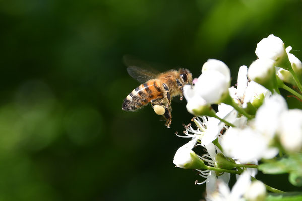 Pollen sammelnde Biene an einem Weißdorn