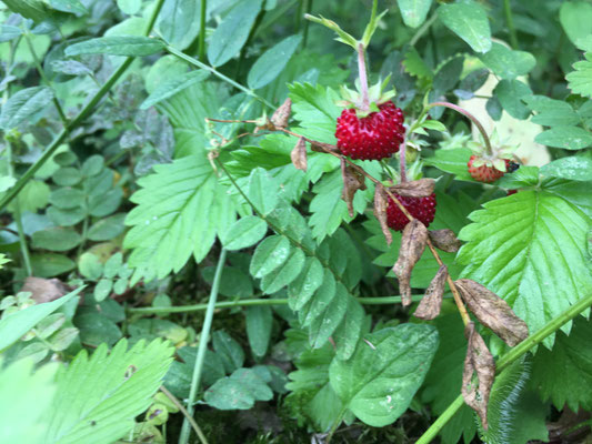 Walderdbeeren (Dagmar Schülke)