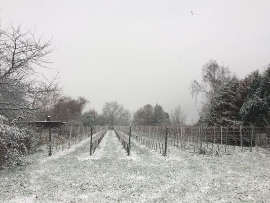 Wingert im Winter (Dagmar Schülke)