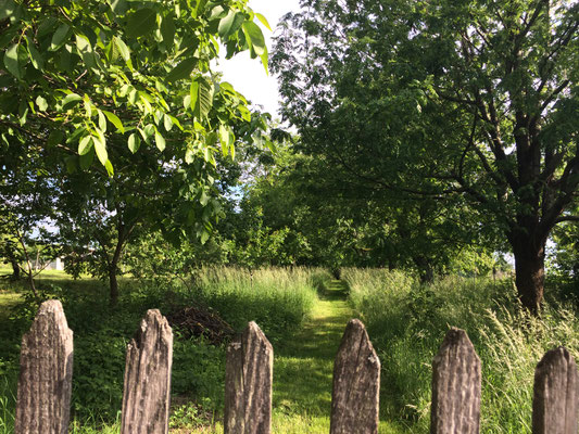 Ein Weg in einen wunderschönen Garten (Dagmar Schülke)