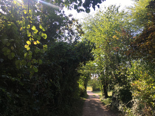 Der Grübeweg hinterm Friedhof schenkt kühlenden Schatten  (Dagmar Schülke)