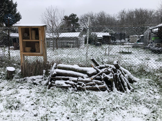 Wildbienenlarven schlummern (Dagmar Schülke)