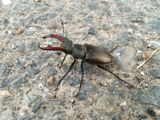 Hirschkäfer in der Abenddämmerung unterwegs (Dagmar Schülke)