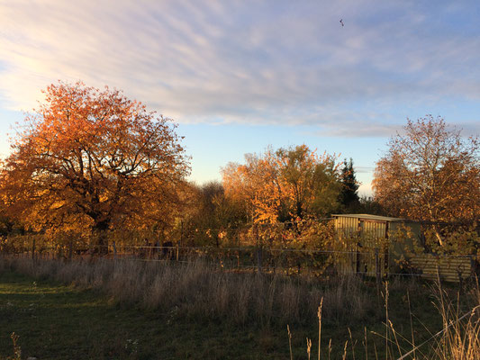 Herbststimmung (Dagmar Schülke)