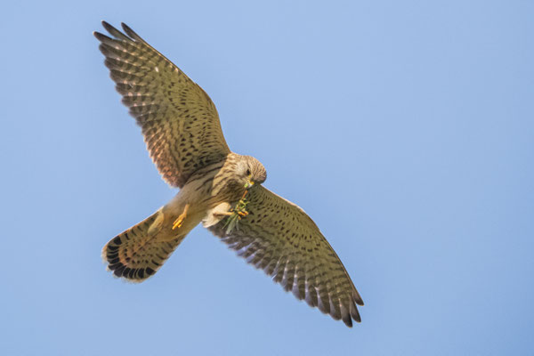 August: Turmfalke (Konrad Gräter)