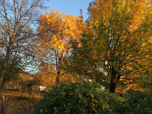 Der Herbst im Gewann Grübe (Dagmar Schülke)