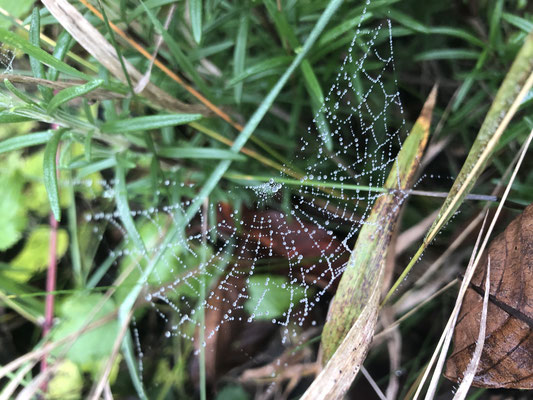 Spinnennetz im Morgentau (Dagmar Schülke)