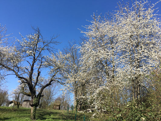 Alter Obstbaumbestand während der Blüte (Dagmar Schülke)