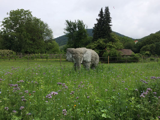 Farbenfroh blüht die Wiese am Gassenweg, die von der Gemeinde mit der Samenmischung "Bienenfreundliches Dosssenheim" angelegt wurde (Dagmar Schülke)