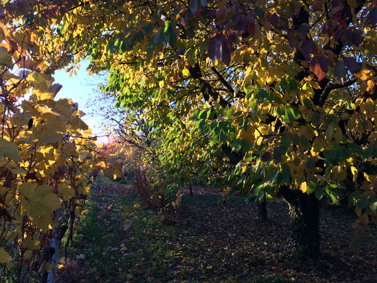 Herbst im Augustenbühl (Dagmar Schülke)