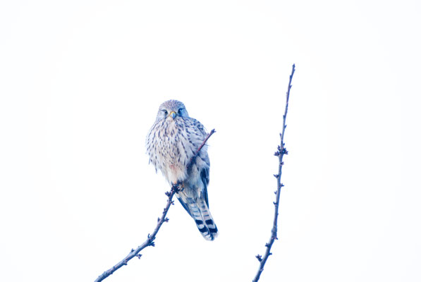Januar: Turmfalke (Konrad Gräter)