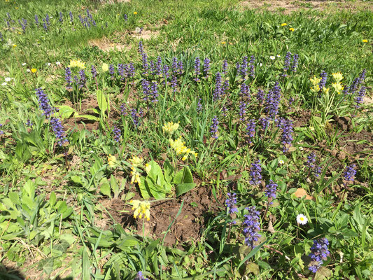 Echte Schlüsselblume und kriechender Günsel (Dagmar Schülke)