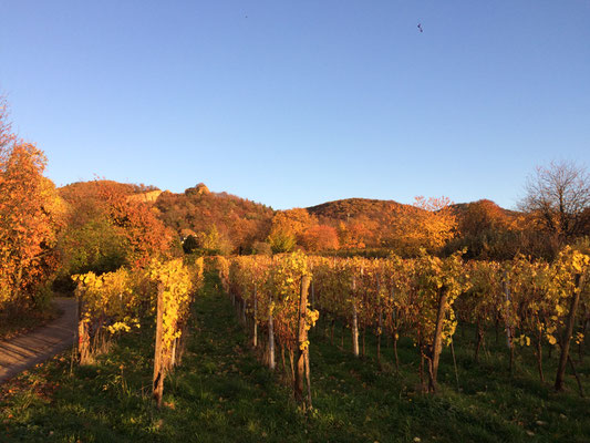 Beeindruckende Farben in der Herbstsonne (Dagmar Schülke)