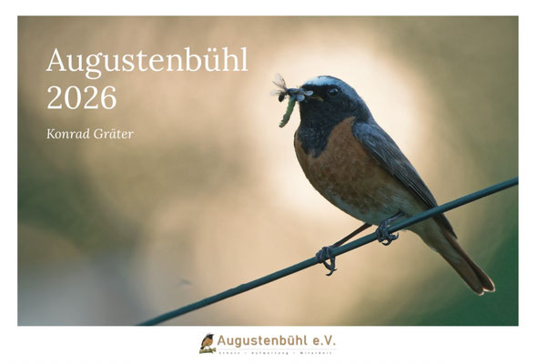 Augustenbühl-Vogelkalender 2026 (Konrad Gräter)