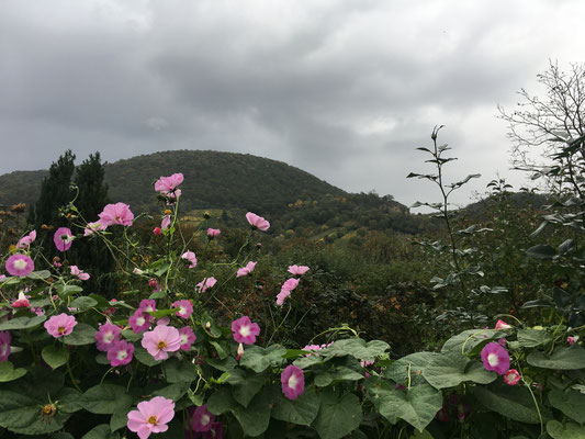 Trichterwinden und Cosmea leuchten vor dem Herbsthimmel (Dagmar Schülke)